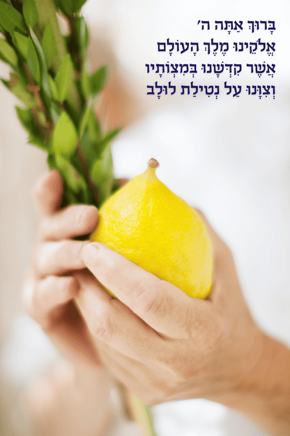 Lulav & Esrog Bracha | Vinyl Sukkah Poster