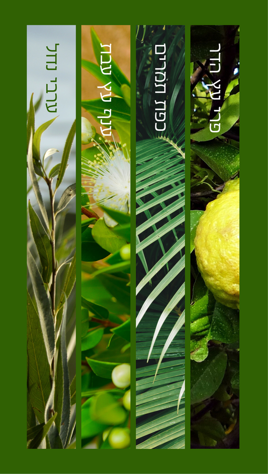 Four Species – ארבעת המינים Vertical Vinyl Sukkah Poster